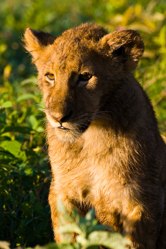 Lion Cub